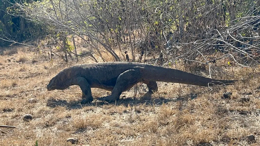 Komodo dragon 