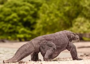 Komodo boat trip Luxury Tour 