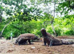 Komodo Tour 